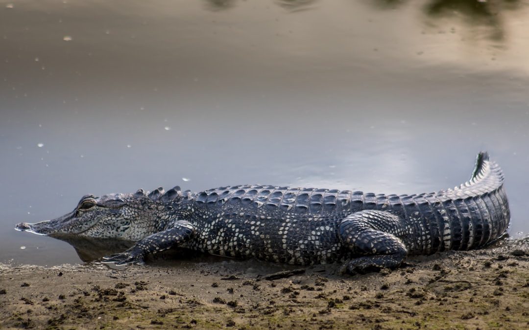 a large alligator laying on the ground next to a body of water