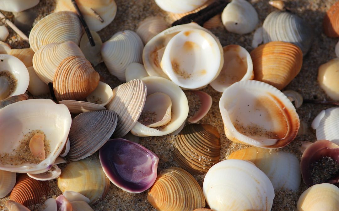 bunch of shell clams on shore