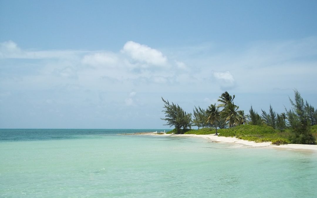 green palm tree on white sand beach during daytime