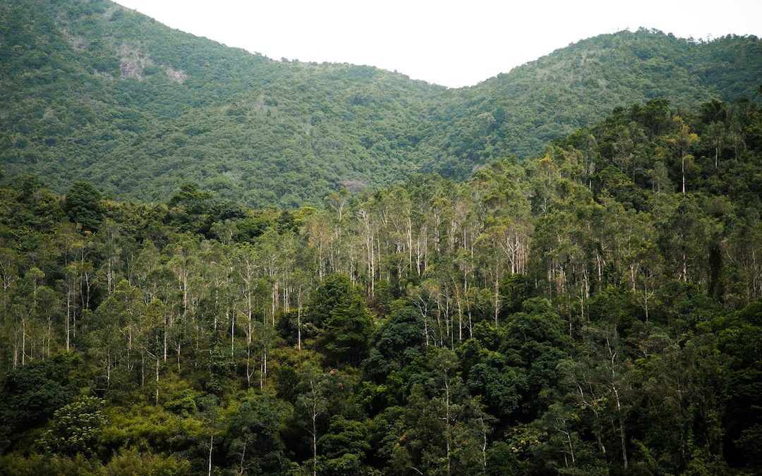 green trees on mountain during daytime