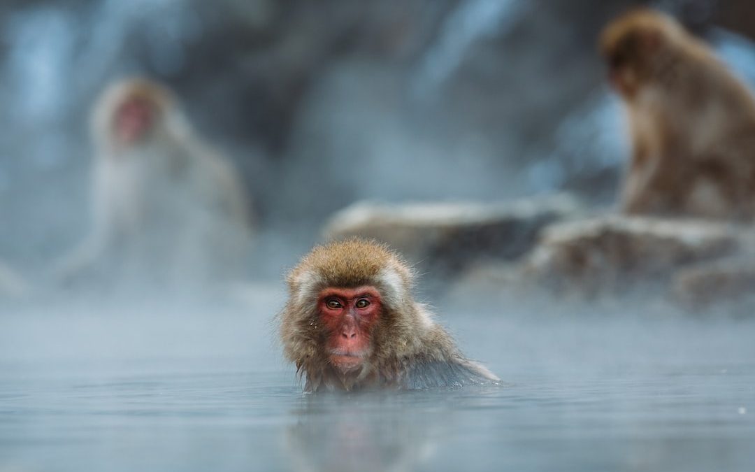 brown monkey on body of water shallow focus photography