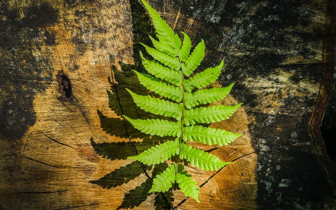 green fern plant on brown wooden surface