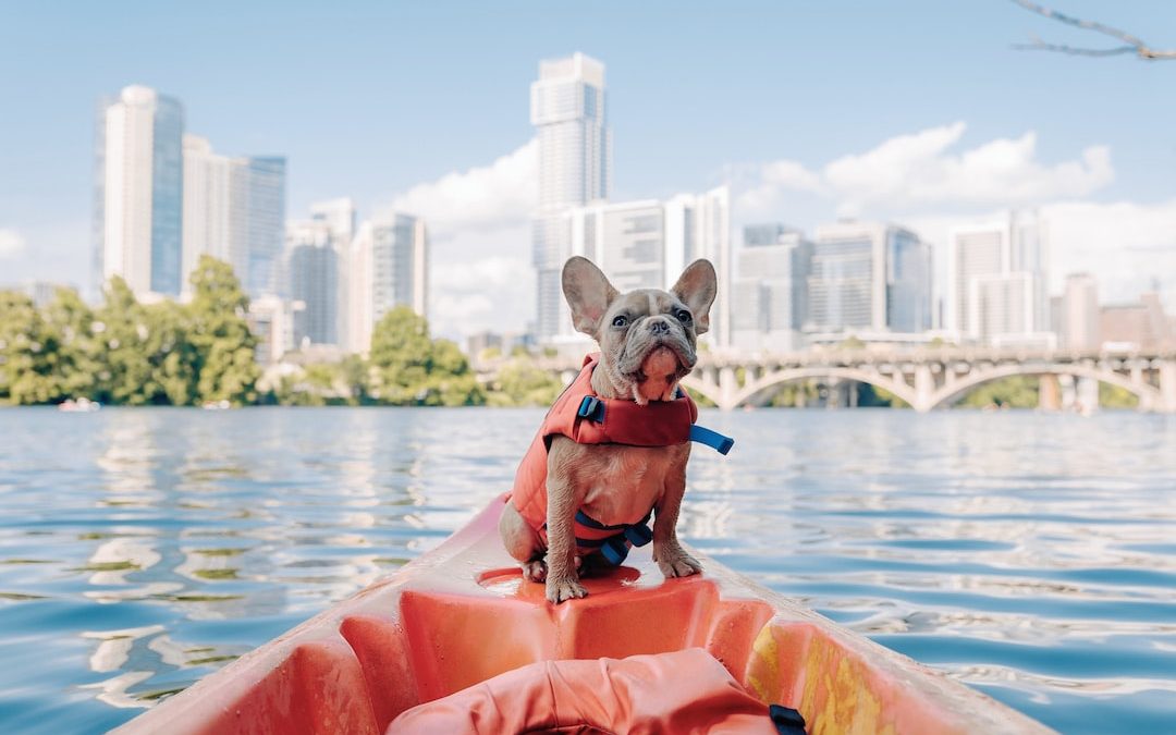 brown short coated dog on orange kayak