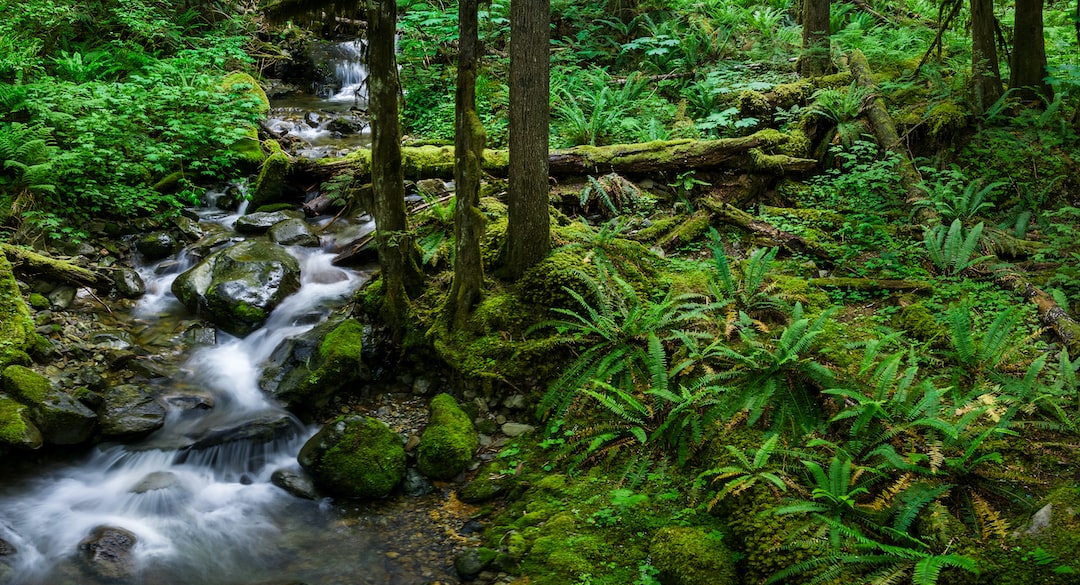 a stream running through a lush green forest