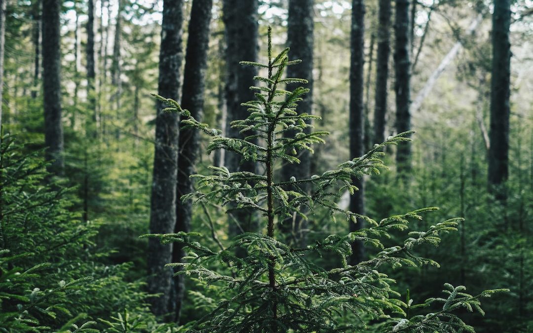 low-angle photography of trees