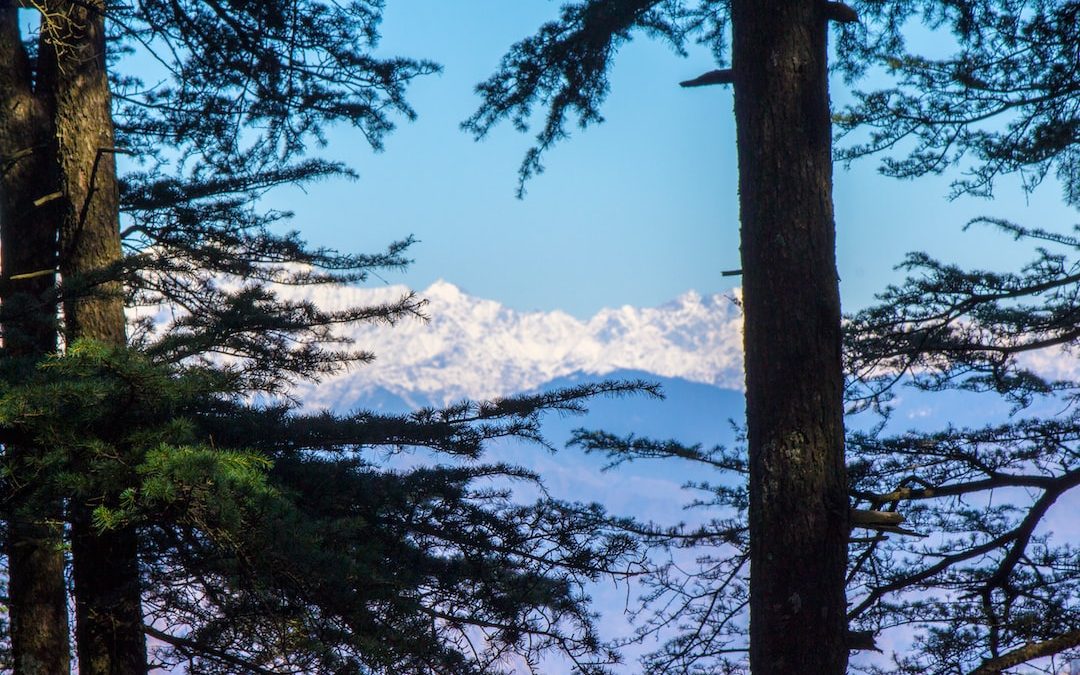 a view of a snowy mountain through the trees
