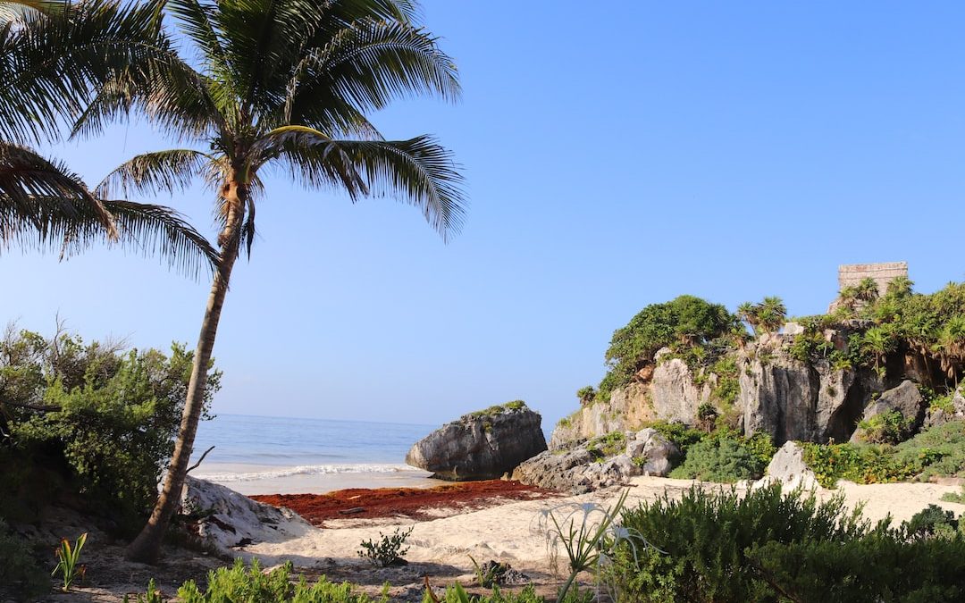 green palm tree on brown sand near body of water during daytime