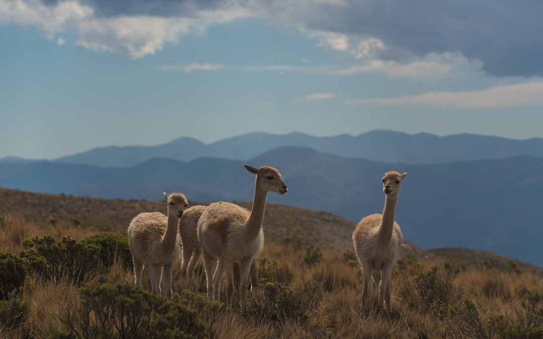 three beige animals on brown grass field