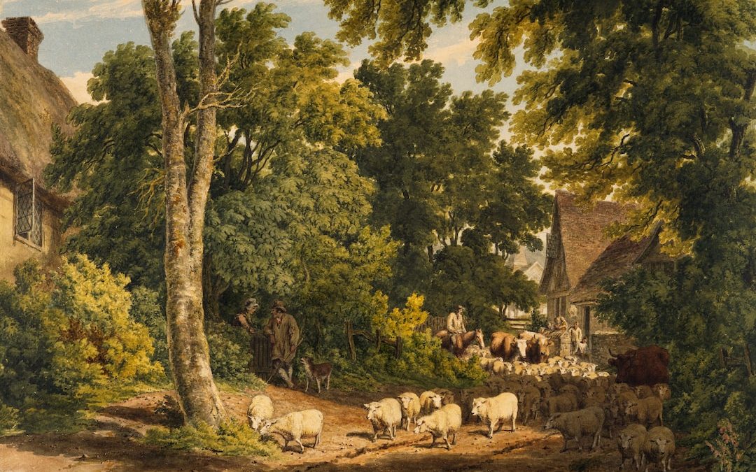 herd of sheep on road painting