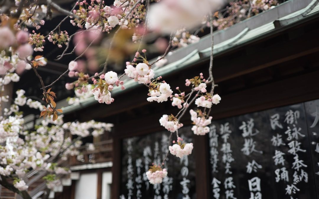White cherry blossom hanging from a tree over an Asian-style roof