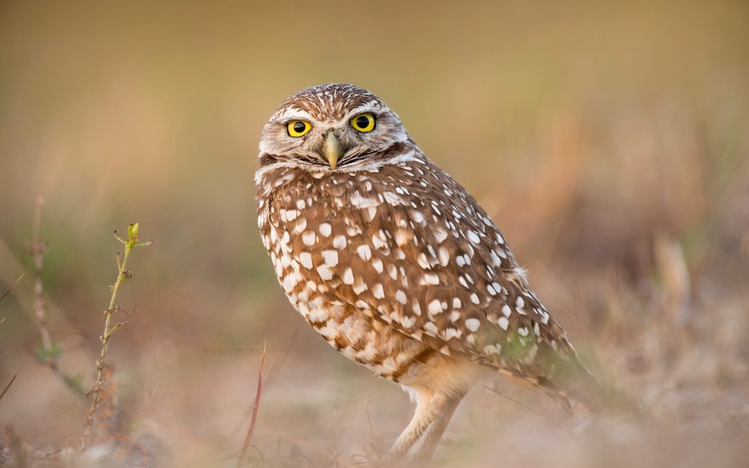 brown owl in bokeh photography