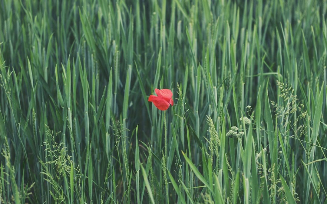 red petaled flower on grass field