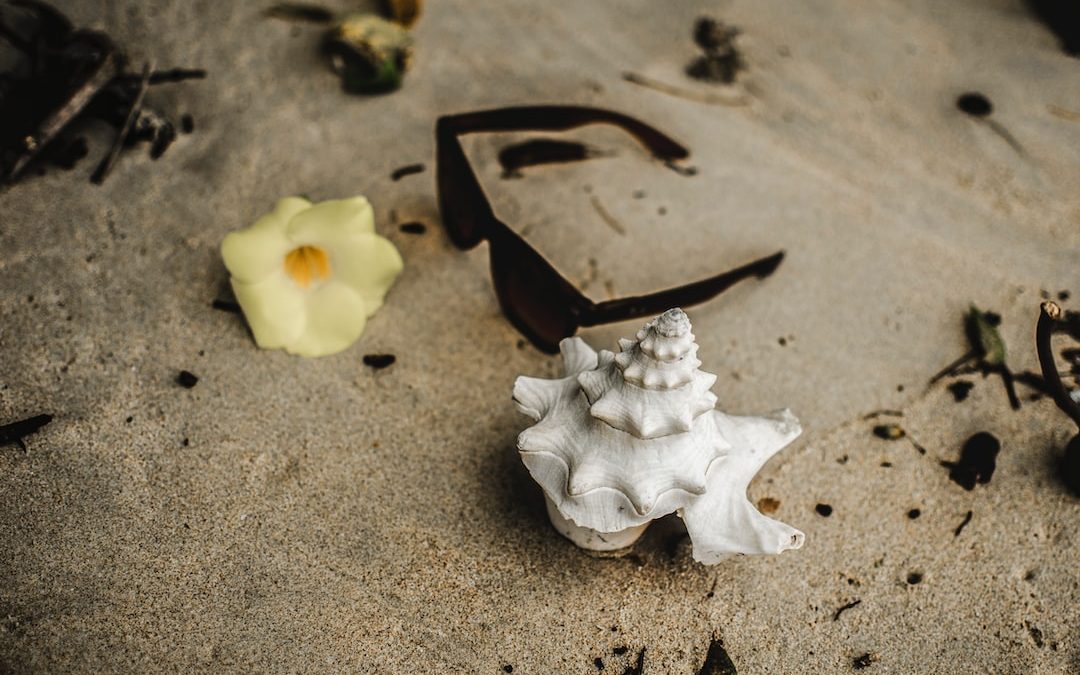 person taking photo of black sunglasses beside conch shell and yellow flower on sand