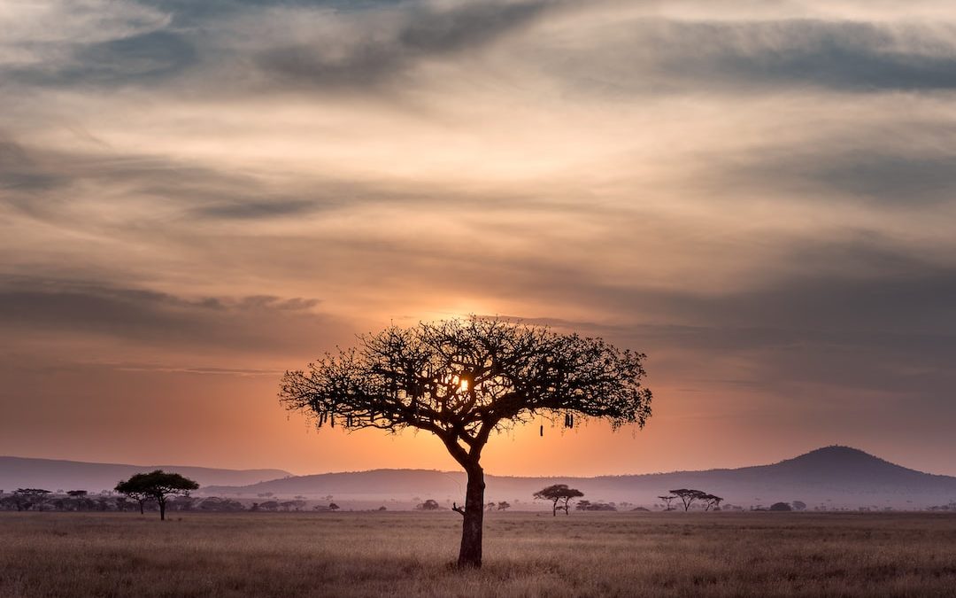 The Best Time to Visit Kenya: An Insider’s Guide