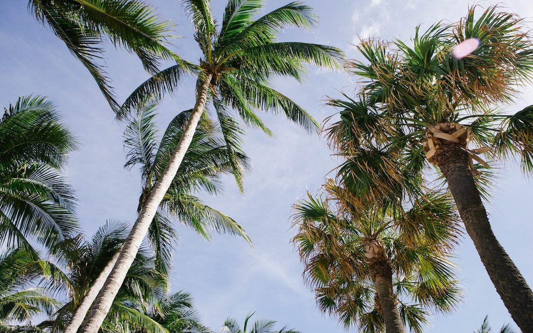coconut trees and fan palm trees under cloudy sky