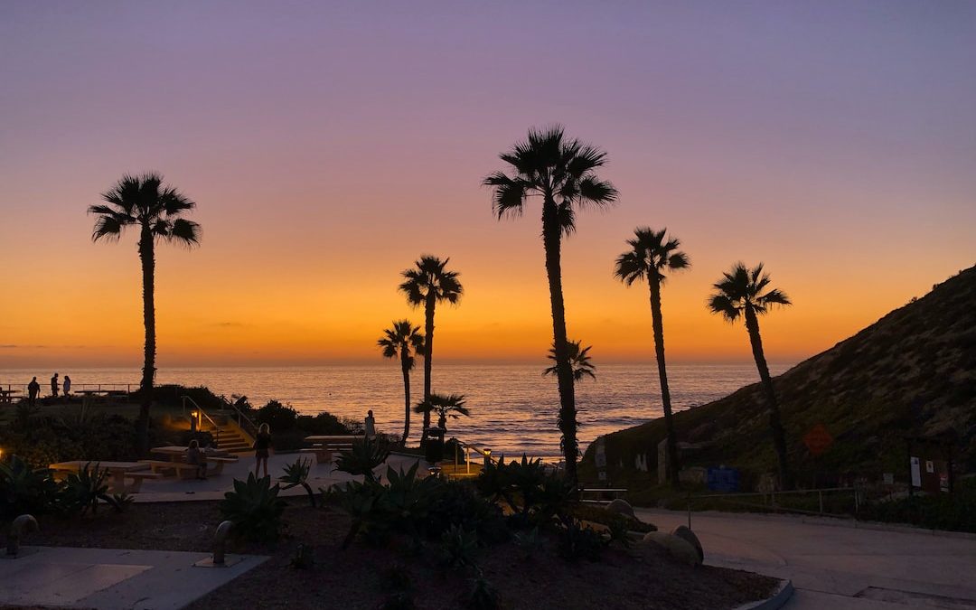 palm trees near body of water during sunset