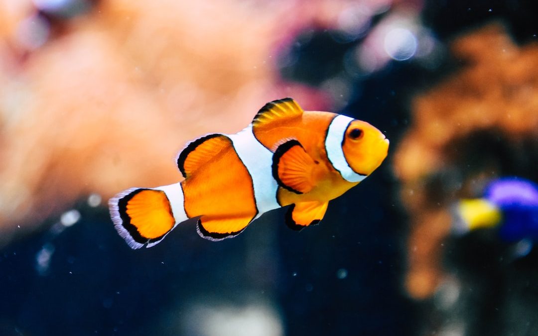 clown fish in shallow focus photography