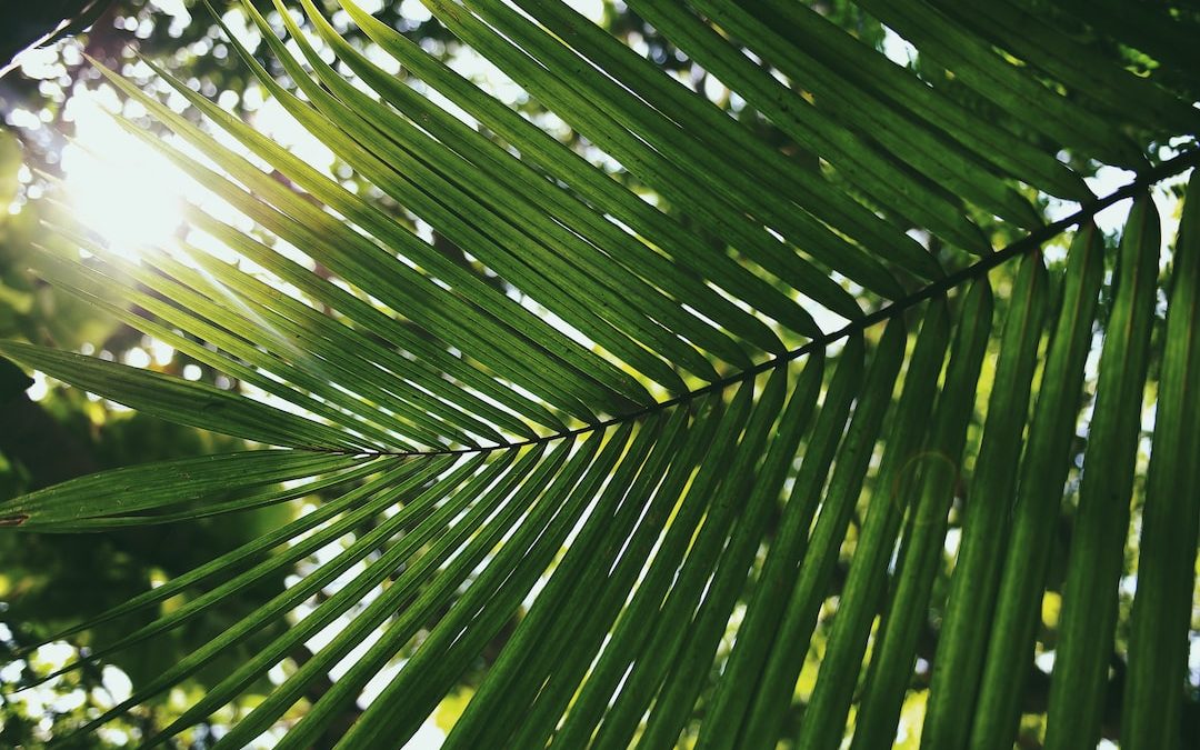 palm leaf covering shade of sun