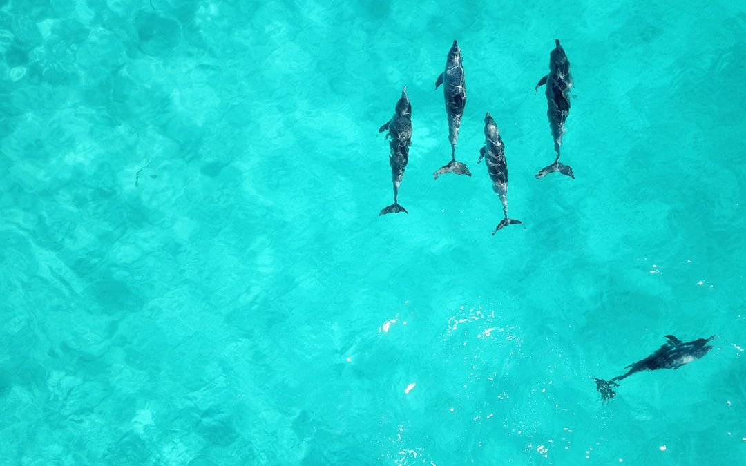 school of dolphins on body of water