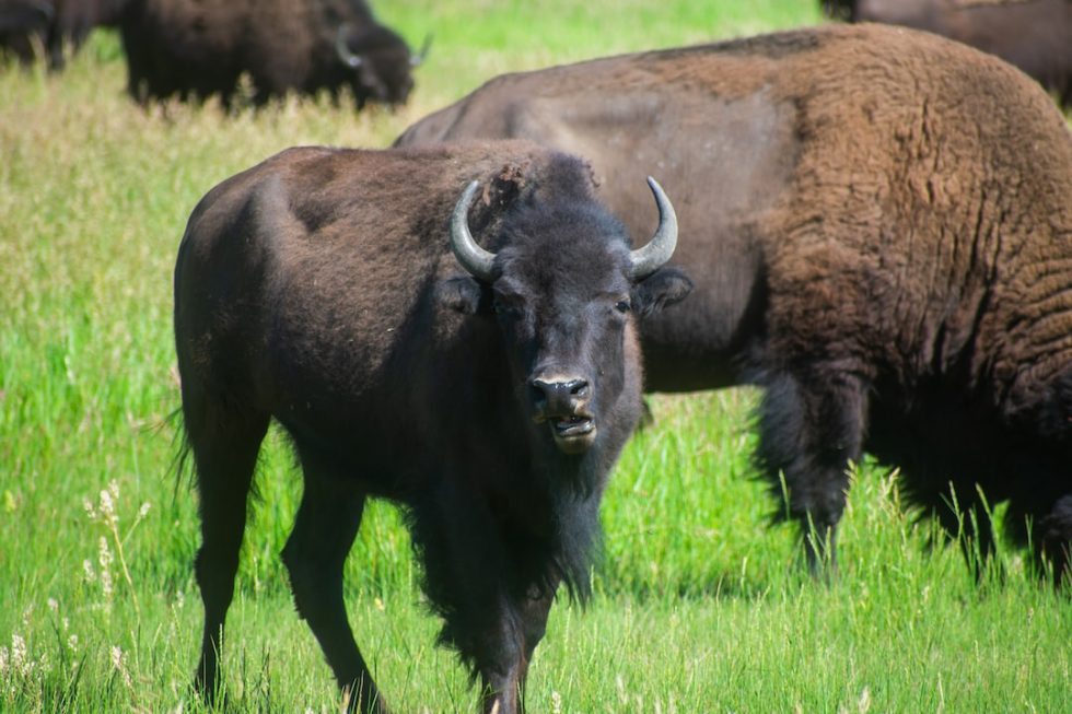 Wildlife Spotting in Grand Teton National Park - Cheapest Vacations