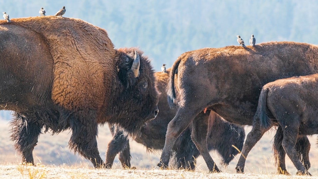 a herd of bison standing on top of a dry grass field