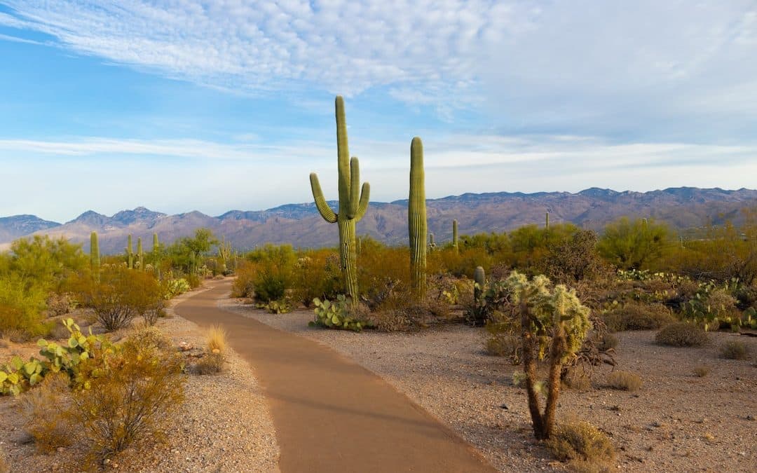 Exploring Phoenix: A Guide to February Events