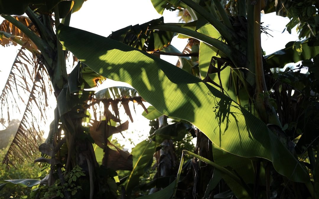 a banana tree with lots of green leaves