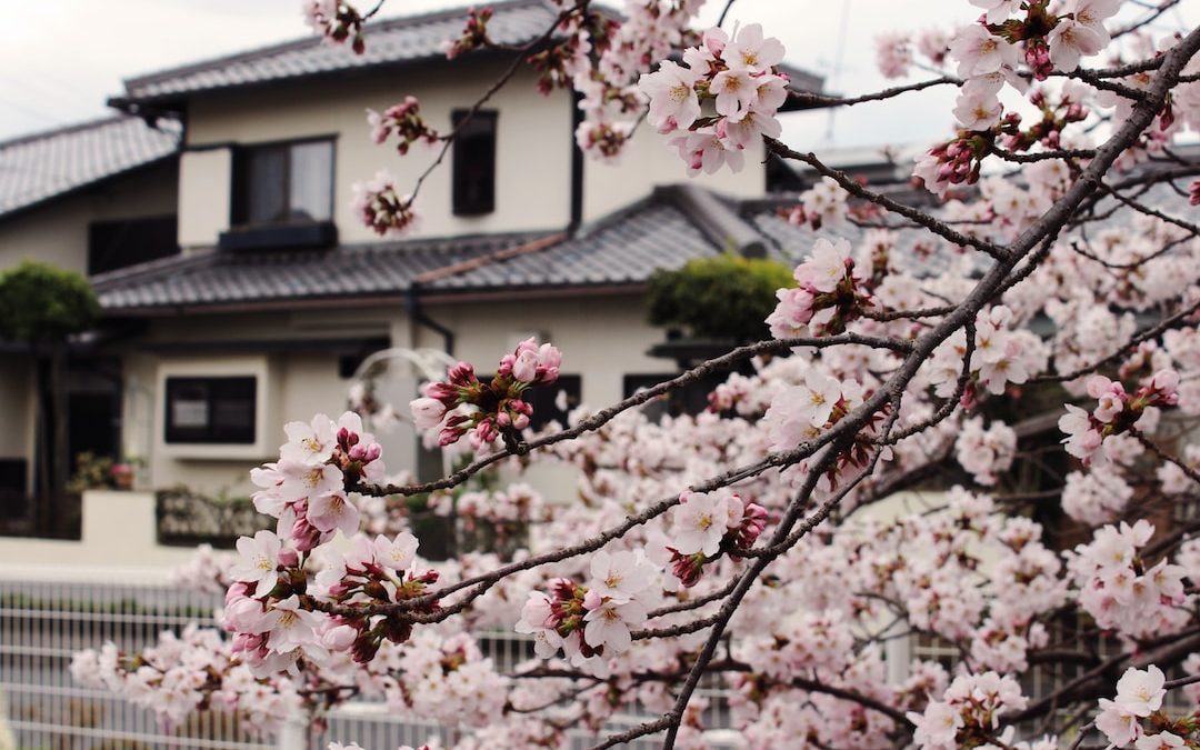 a tree with pink flowers in front of a house