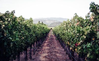 The Best Time to Visit Napa Valley