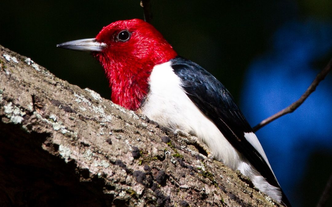 red white and black bird on brown tree branch